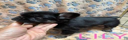 French Bulldog dogs for sale: French Bulldog Puppy 1 - Ad 2