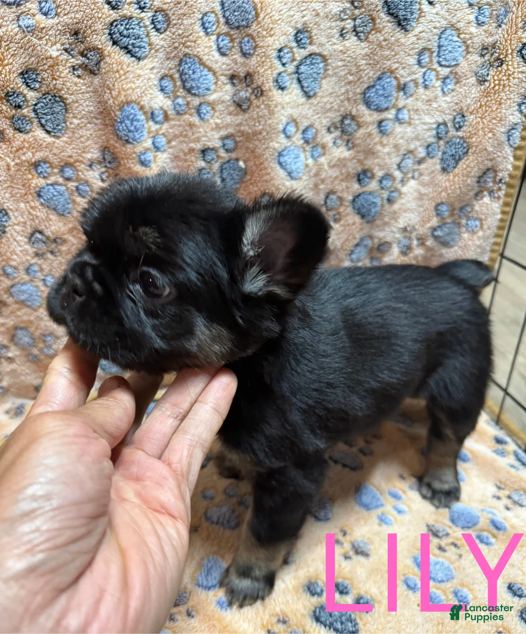 French Bulldog dogs for sale: French Bulldog Puppy 1 - Ad 2