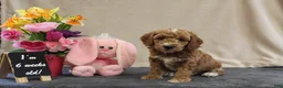 Miniature Poodle dogs for sale: Parfait - Ad 8