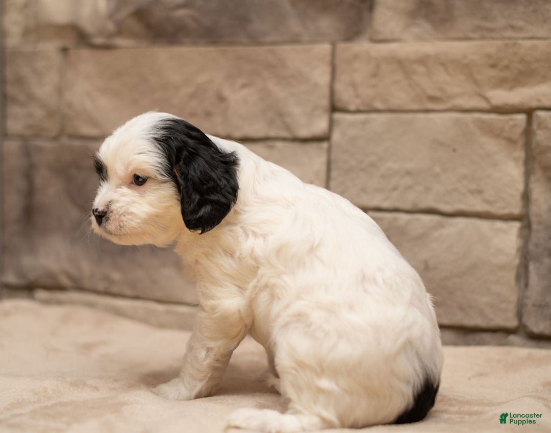 Cavapoo dogs for sale: Mocha  - Ad 8