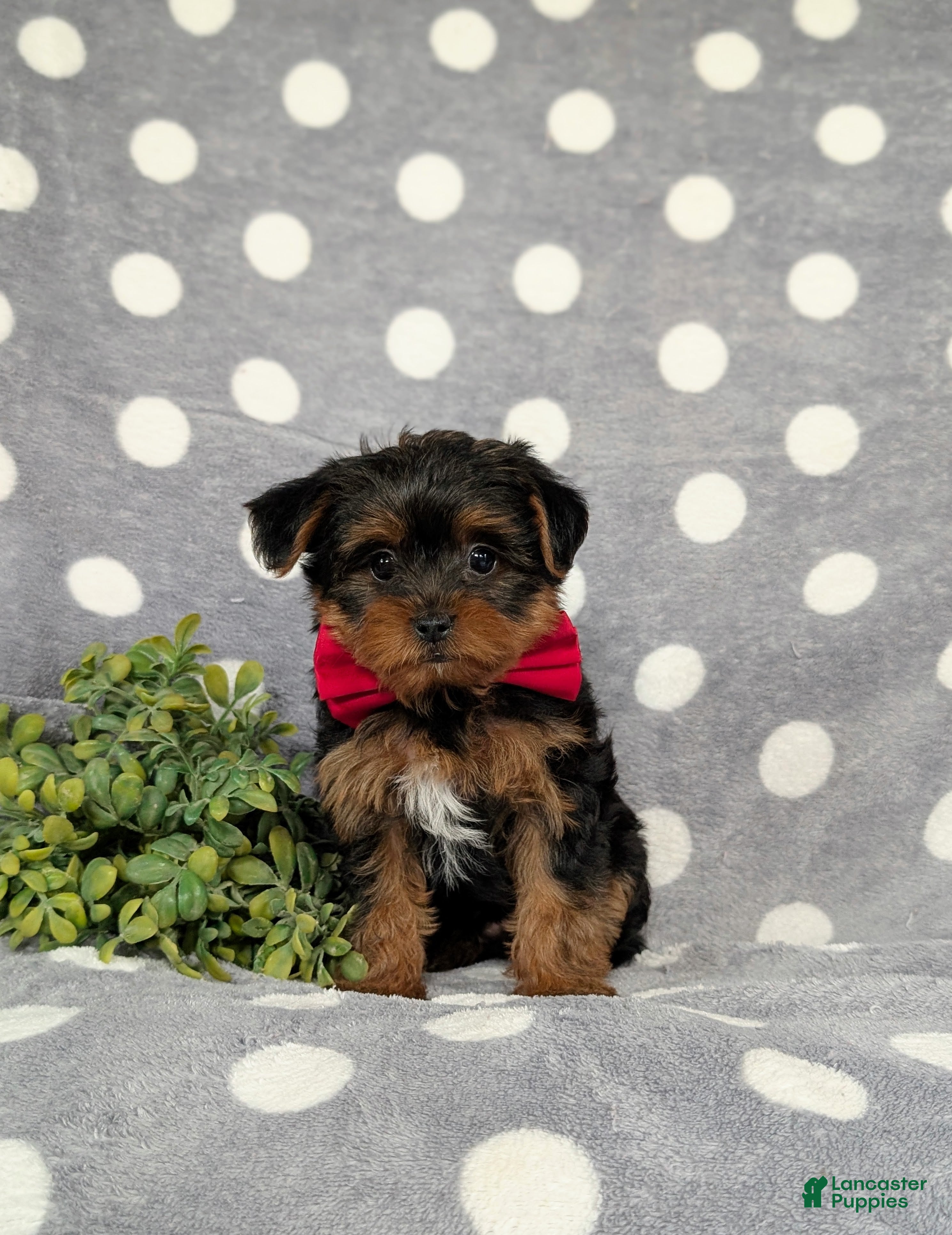 Yorkiepoo dogs Carlton 6 lbs Full Grown - Ad 2
