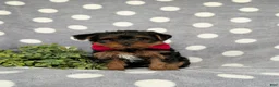 Yorkiepoo dogs for sale: Carlton 6 lbs Full Grown - Ad 2