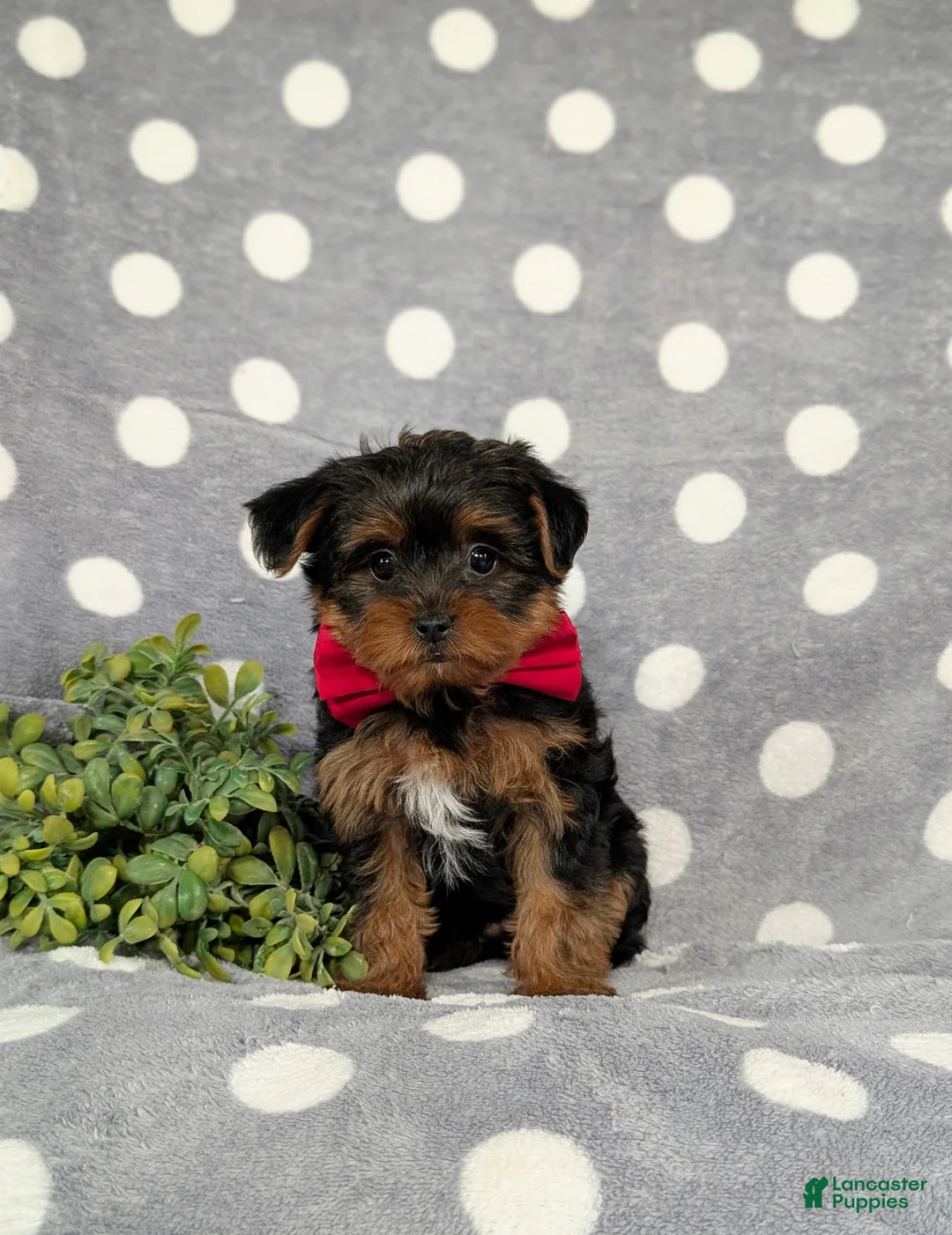 Yorkiepoo dogs for sale: Carlton 6 lbs Full Grown - Ad 2