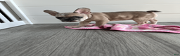 French Bulldog dogs for sale: DHALIA - Ad 10