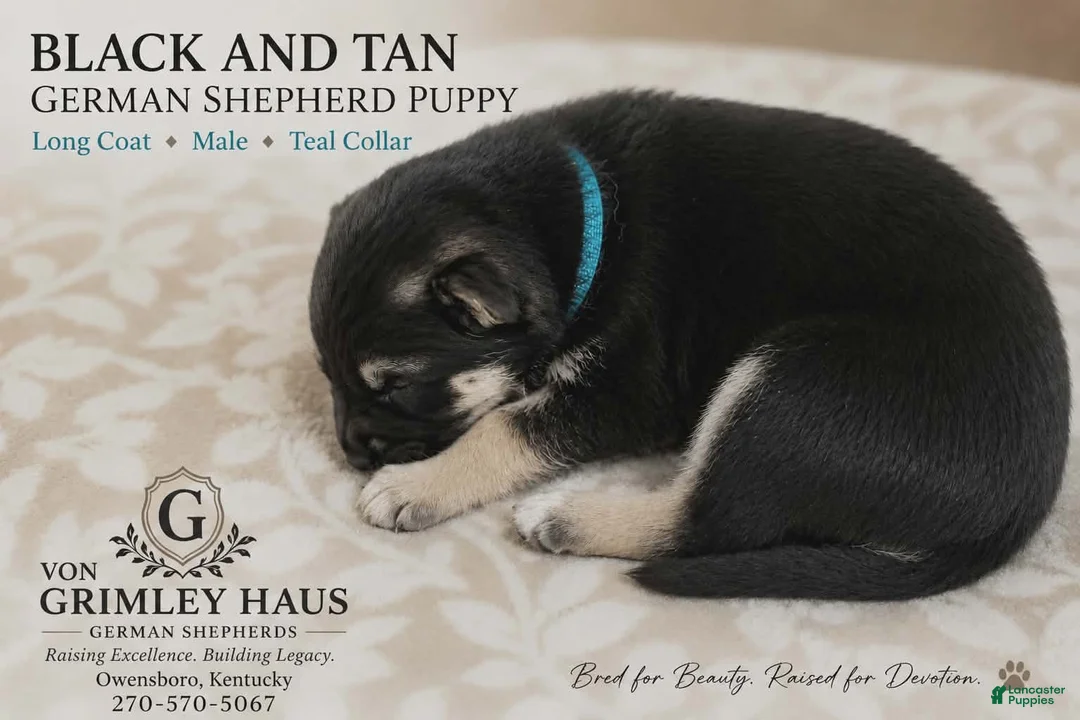German Shepherd dogs for sale: German Shepherd 4 - Ad 1