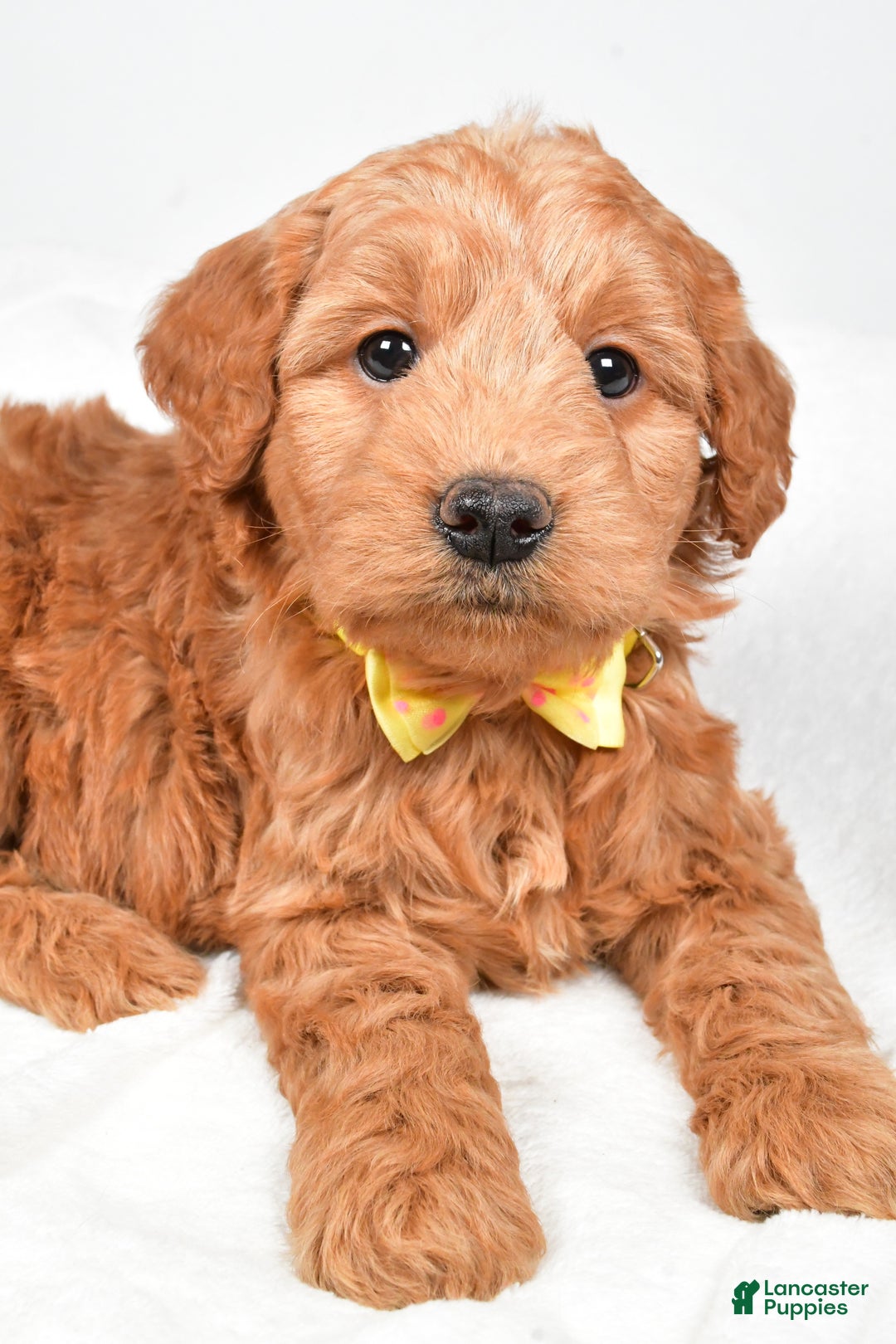 Mini Goldendoodle dogs for sale: Bruce - Ad 4