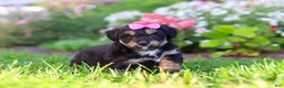 Mixed Breed dogs for sale: Maple - Ad 5