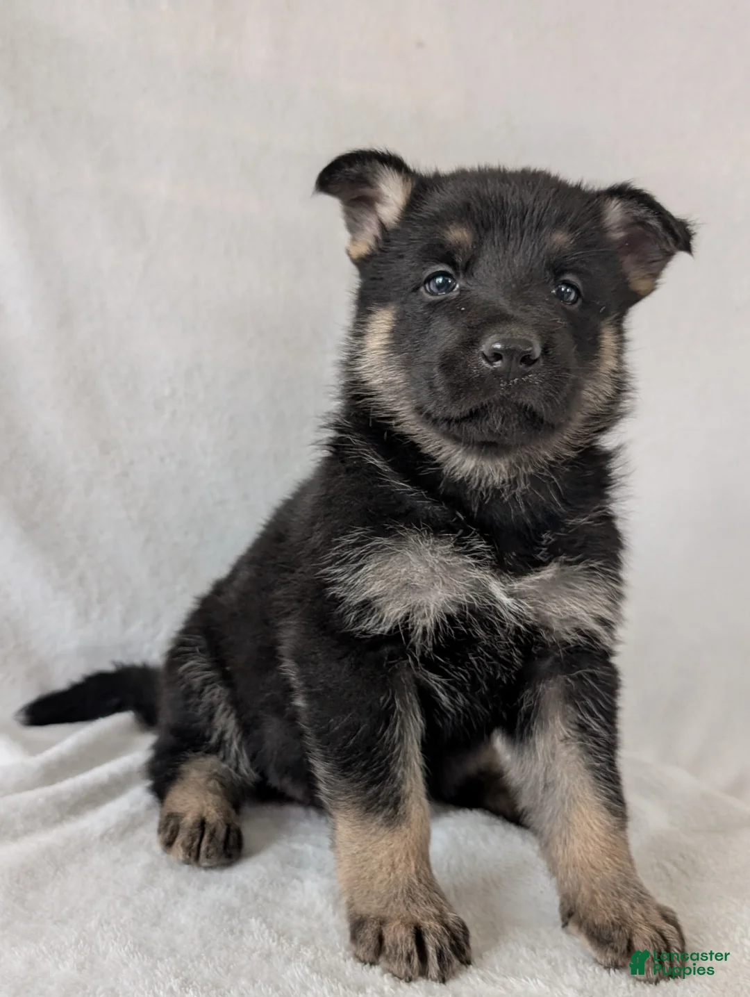 German Shepherd dogs for sale: Raina - Ad 2