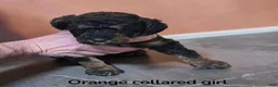 Standard Poodle dogs for sale: Orange Collar PHANTOM girl - Ad 2