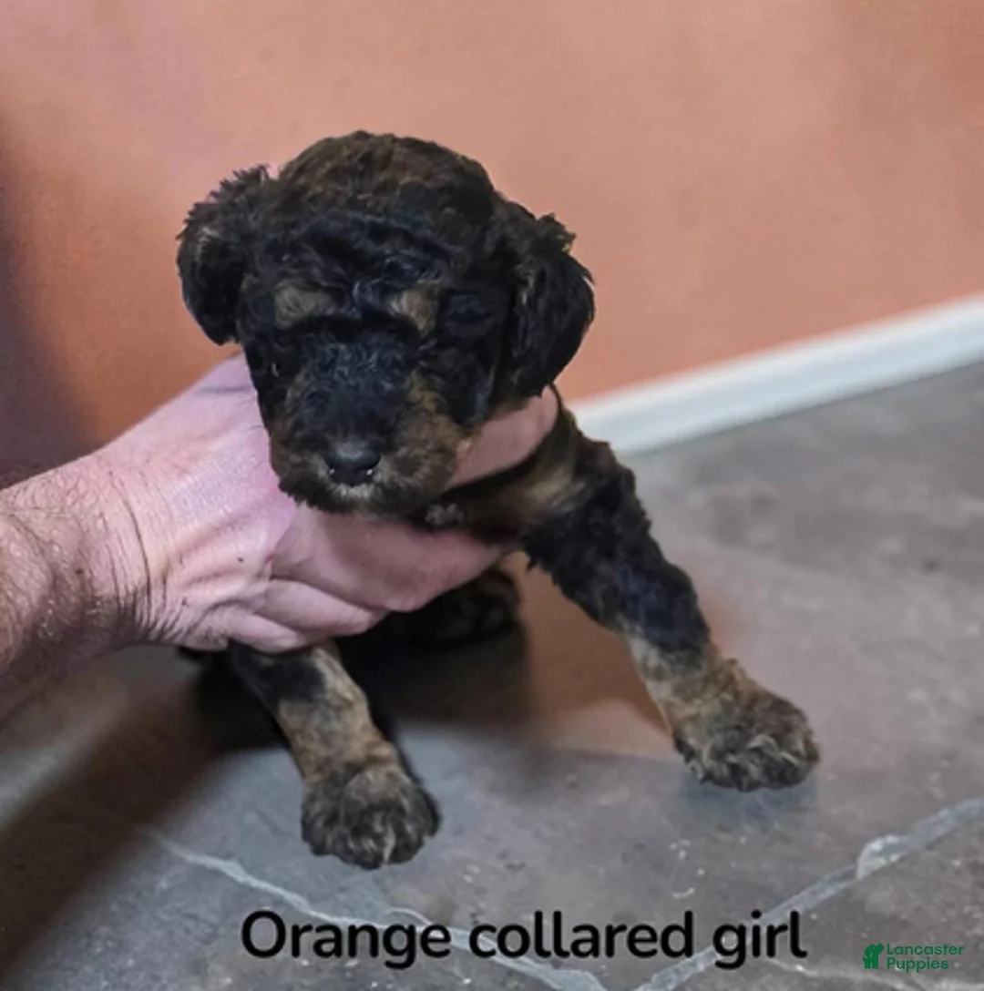 Standard Poodle dogs for sale: Orange Collar PHANTOM girl - Ad 2