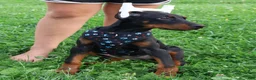 Doberman Pinscher dogs for sale: Doberman Pinscher 4 - Ad 19