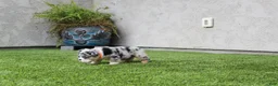 English Bulldog dogs for sale: English Bulldog 1 - Ad 7