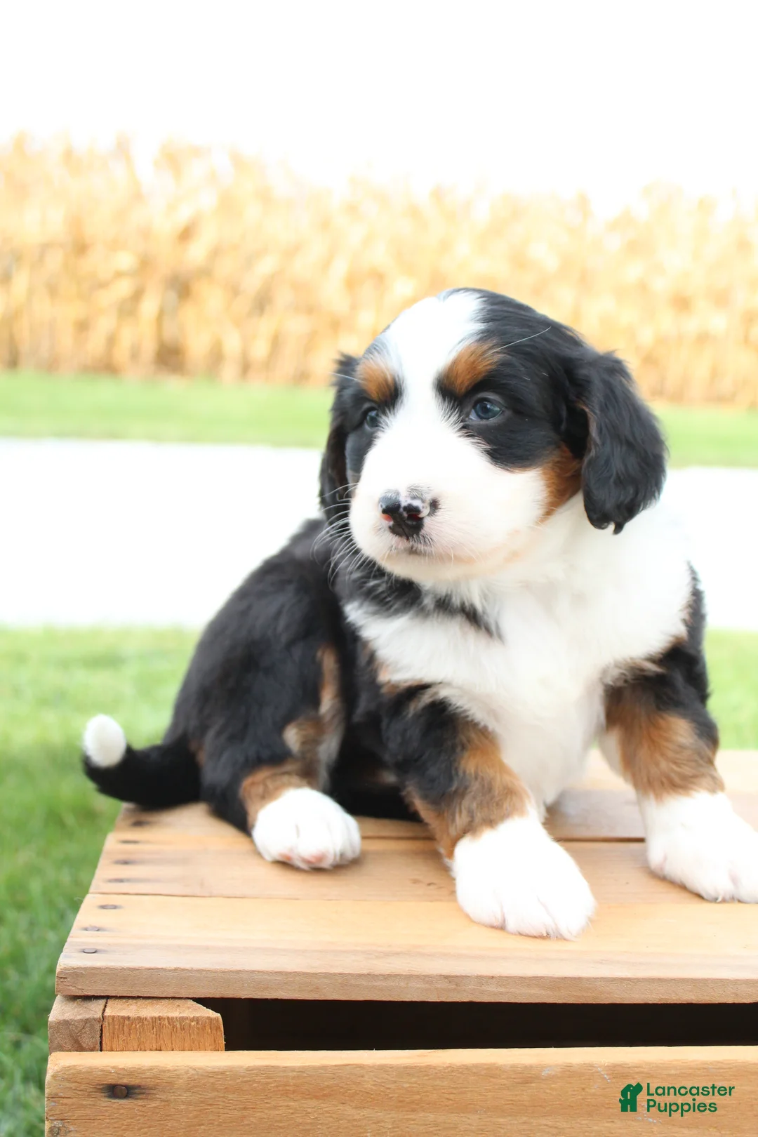 Bernedoodle dogs for sale: Millie - Ad 1