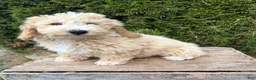 Bichpoo dogs for sale: Jack - Ad 3