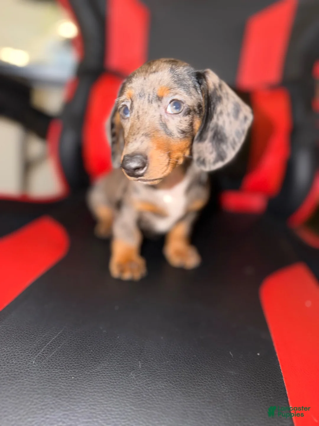 Miniature Dachshund dogs for sale: Miniature Dachshund 1 - Ad 2