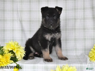 German Shepherd dogs - Ad 16