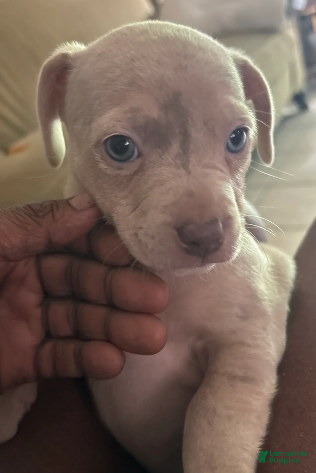 Jack Chi dogs for sale: Jack Chi Puppy 1 - Ad 1