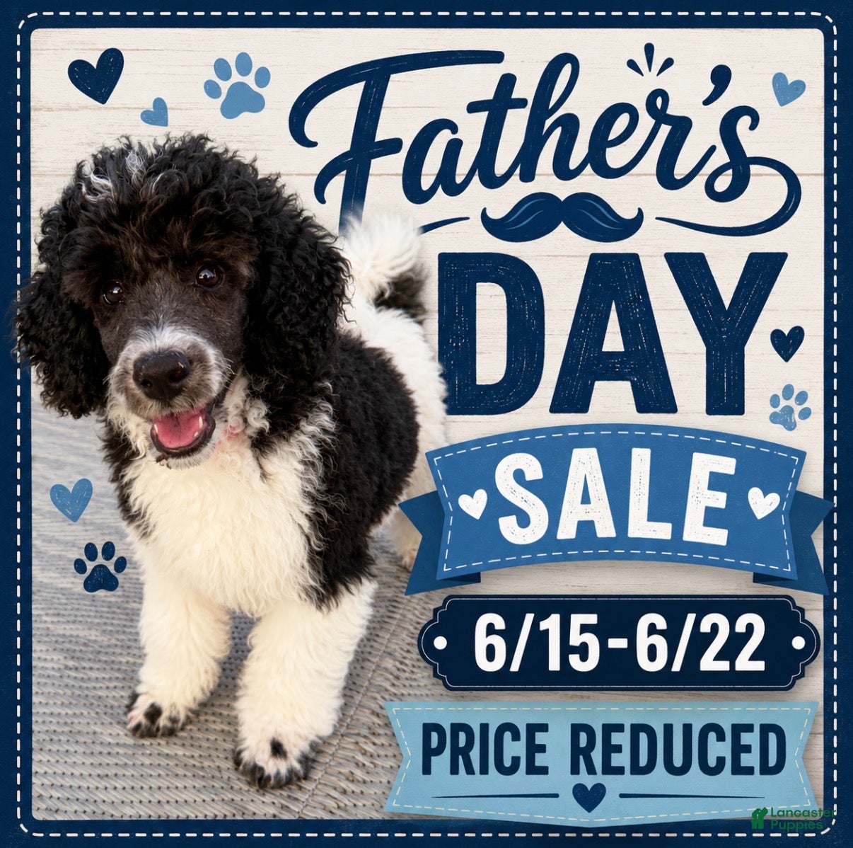 Miniature Poodle dogs Cora - Ad 1