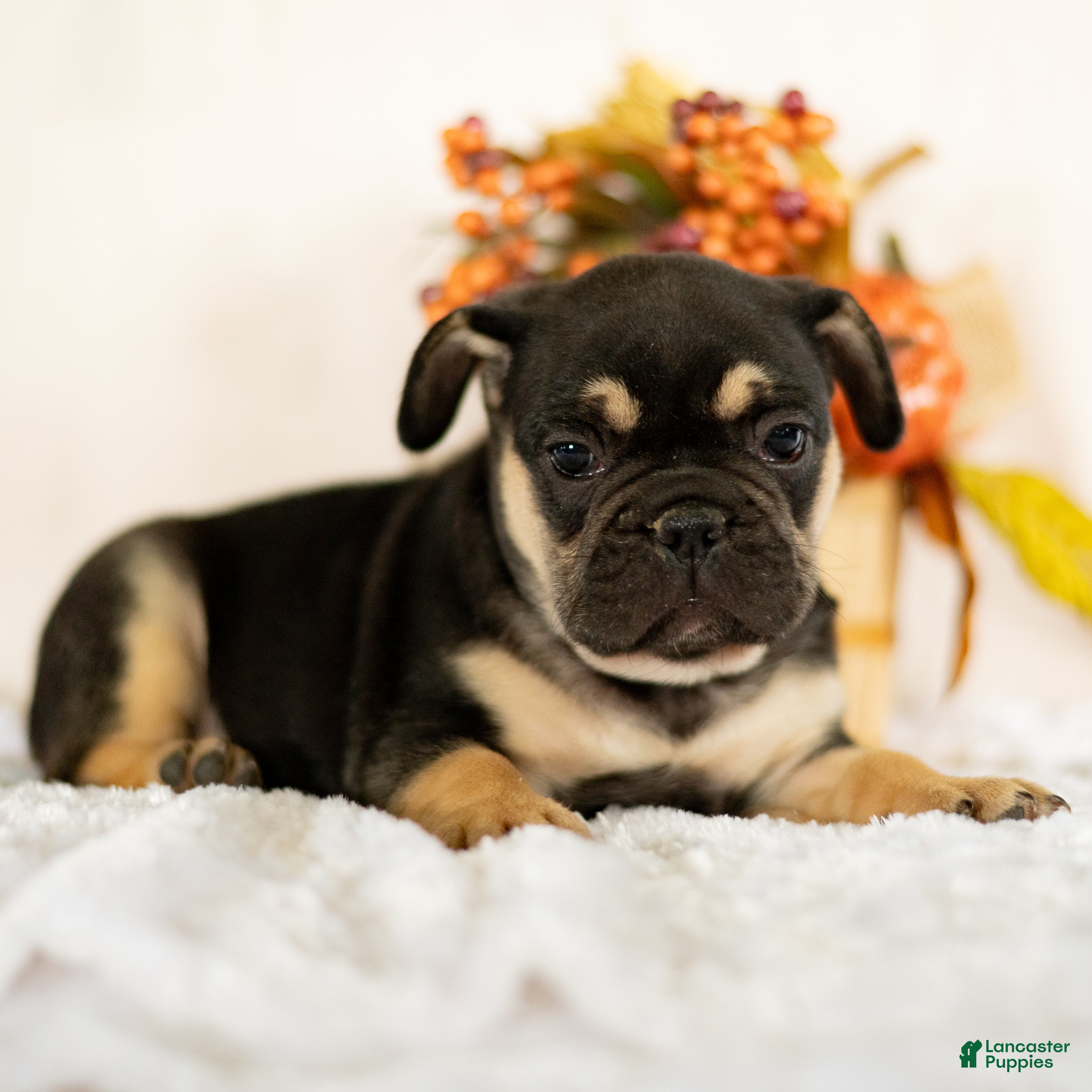French Bulldog dogs for sale: Royal - Ad 2