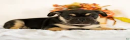French Bulldog dogs for sale: Royal - Ad 2