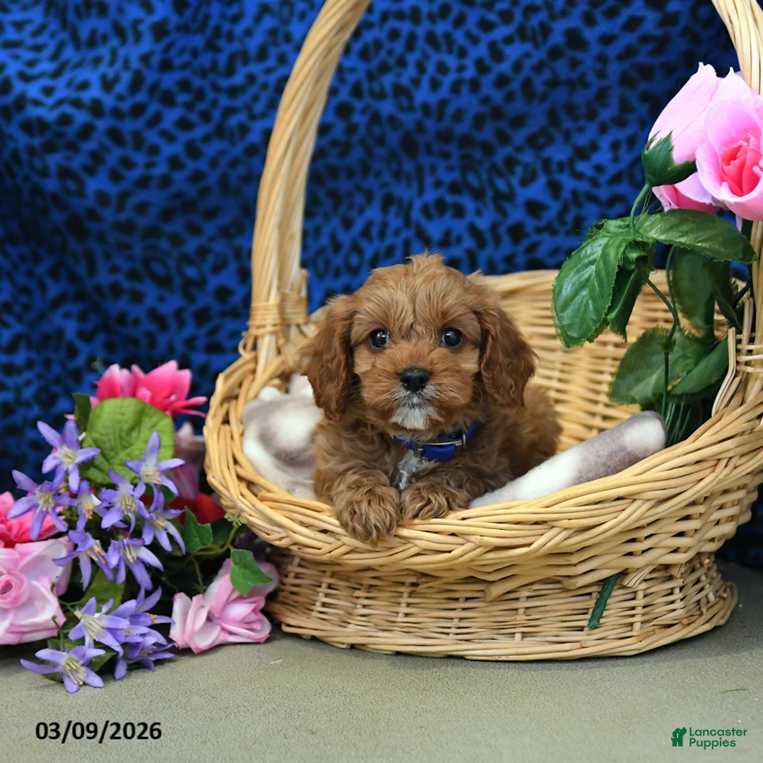 Cavapoo dogs for sale: Stellar - Ad 2