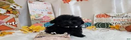 Yorkiepoo dogs for sale: Ava Jolene - Ad 2