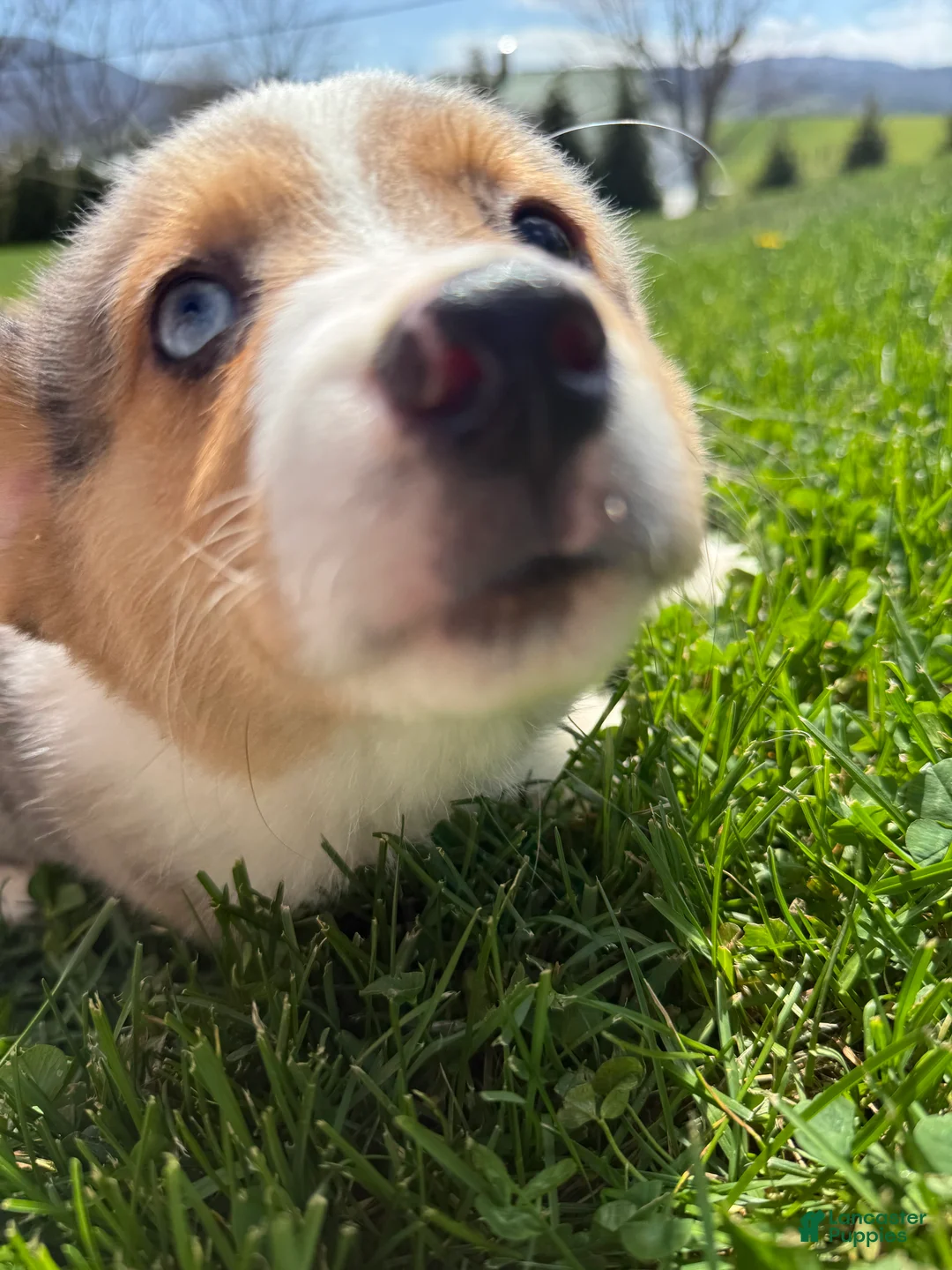 American Corgi dogs for sale: American Corgi Puppy 1 - Ad 1