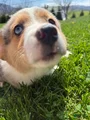 American Corgi Puppy 1