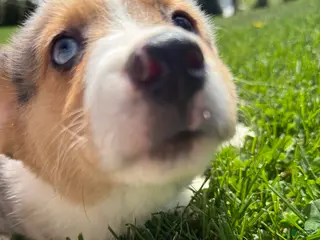 American Corgi dogs American Corgi Puppy 1 - Ad 2