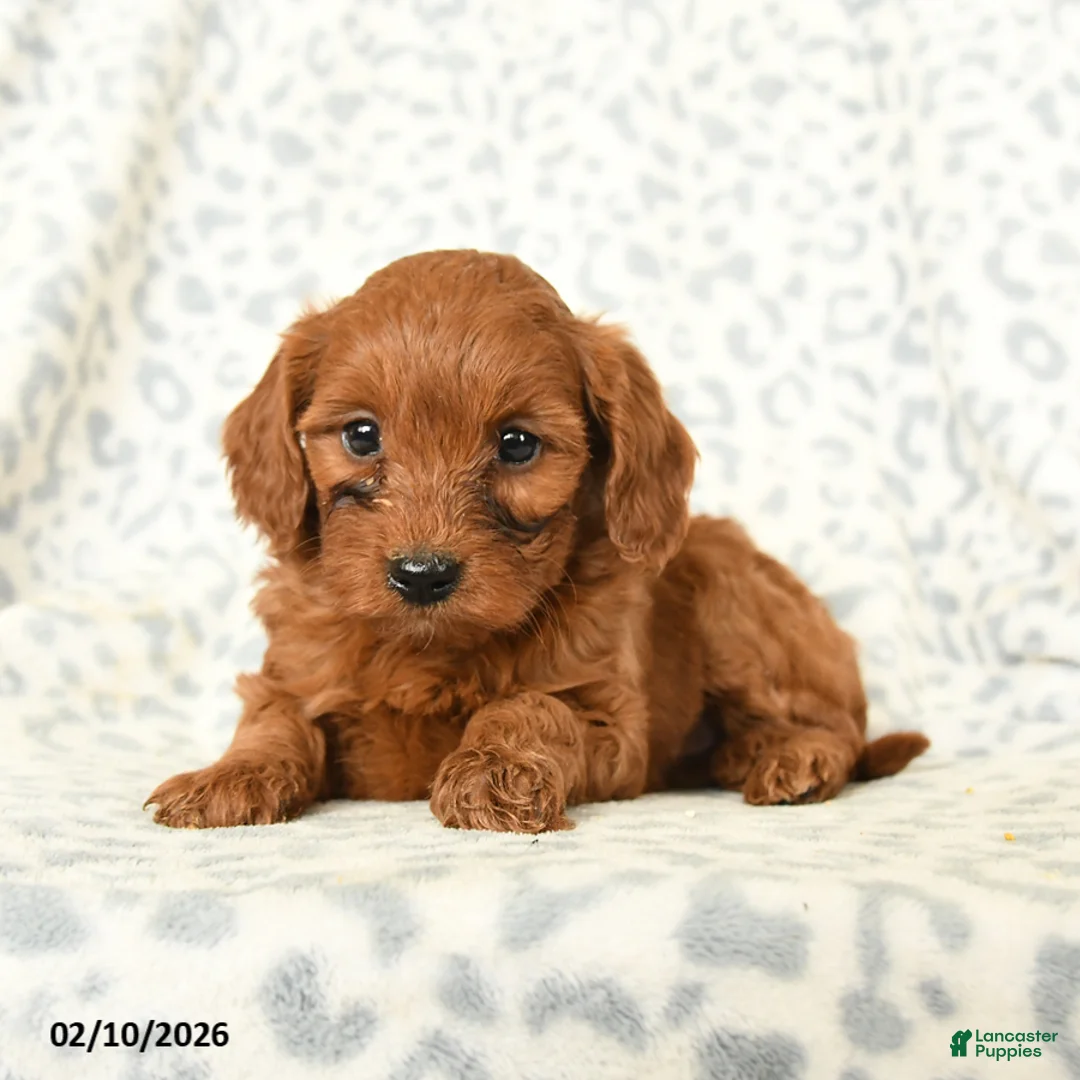 Miniature Poodle dogs for sale: Lilly - Ad 3