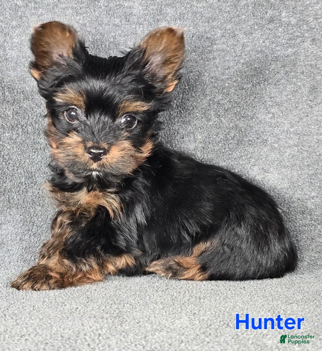 Yorkshire Terrier dogs for sale: Hunter Teacup  - Ad 2