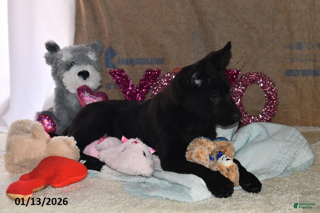 Belgian Malinois dogs for sale: Zeus - Ad 5