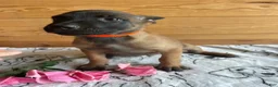 Belgian Malinois dogs for sale: Sarge - Ad 3