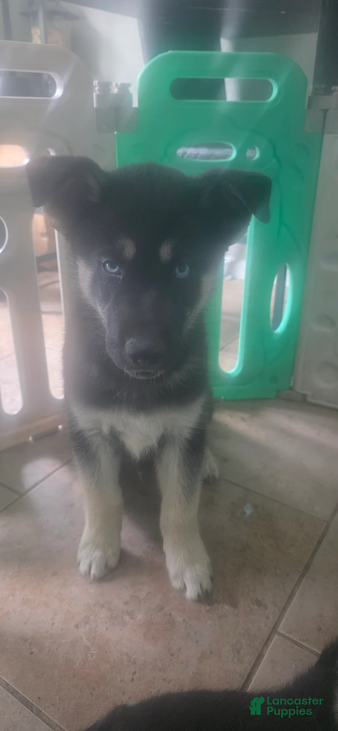 Gerberian Shepsky dogs for sale: Bane - Ad 2