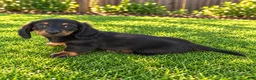 Miniature Dachshund dogs for sale: Benson - Ad 4