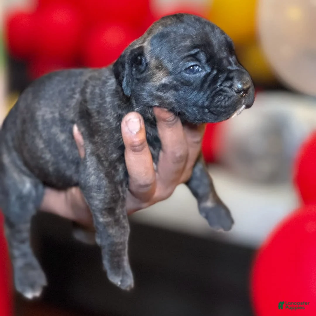 Gallery Image {{count}}