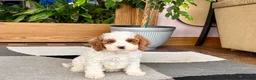 Cavapoo dogs for sale: Cavapoo male 1 - Ad 5