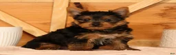 Yorkshire Terrier dogs for sale: Zane - Ad 4