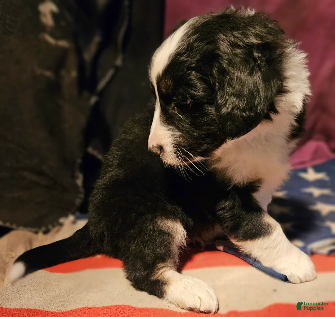 Border Collie dogs for sale: Elfrank - Ad 4