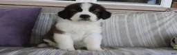 Saint Bernard dogs for sale: Marissa - Ad 2