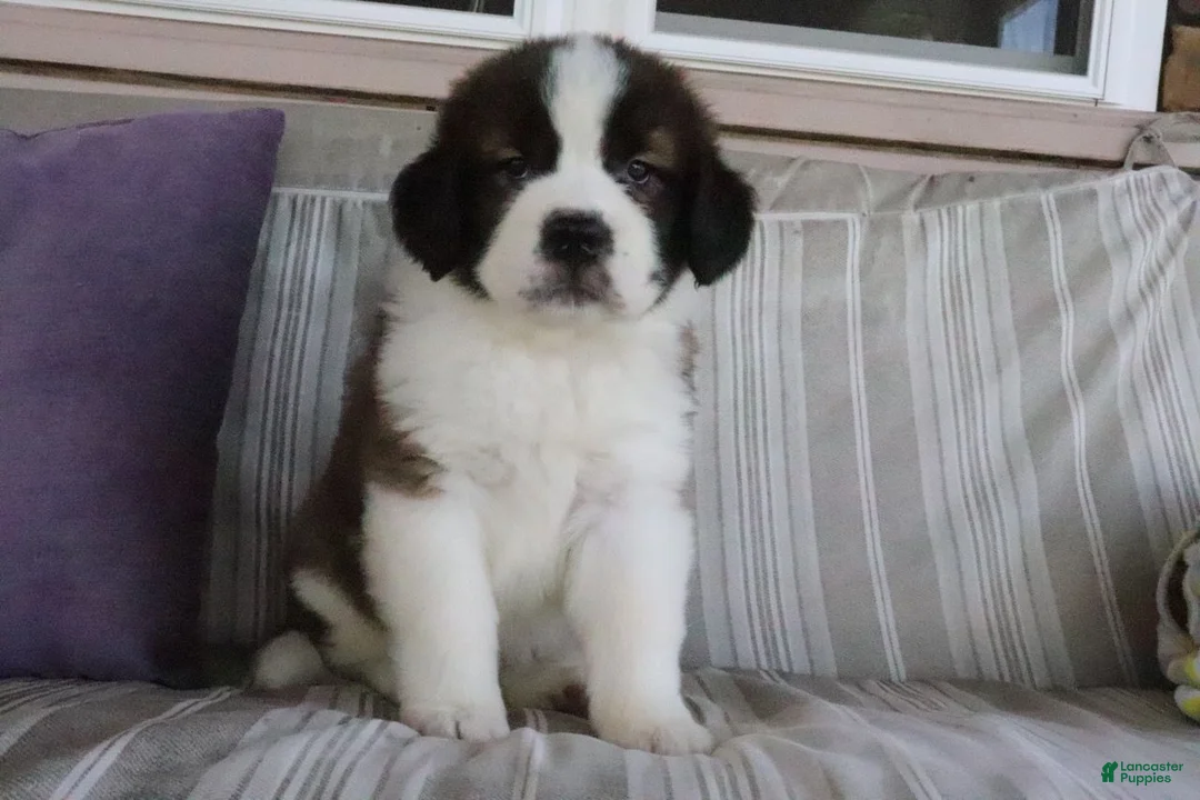 Saint Bernard dogs for sale: Marissa - Ad 2