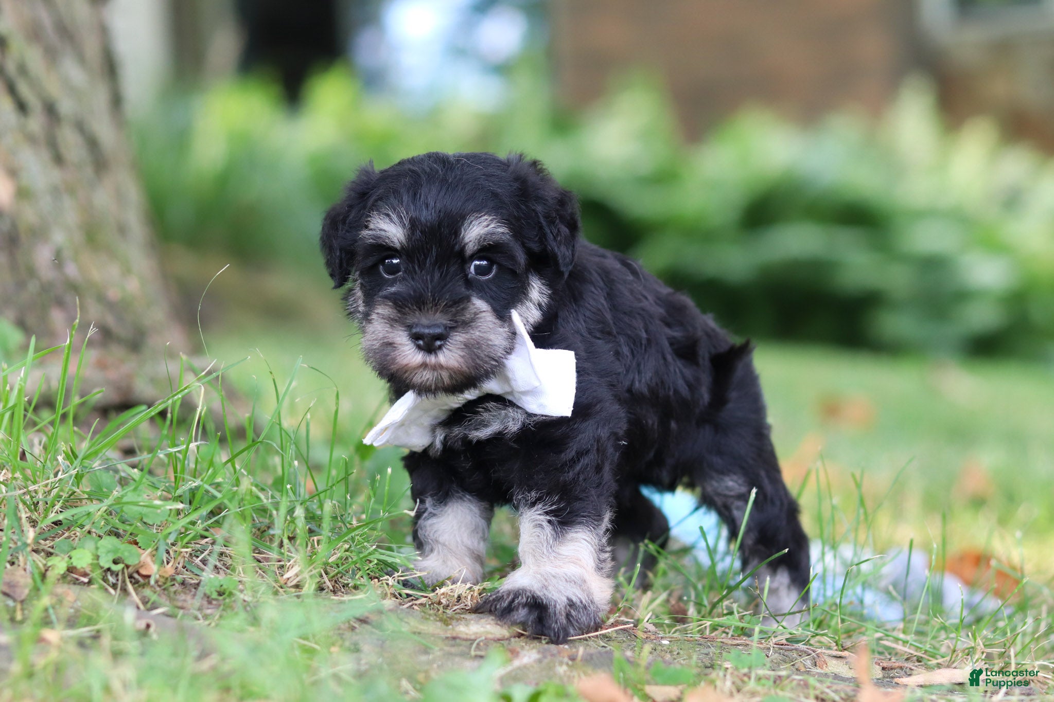 Miniature Schnauzer dogs Benji - Ad 2