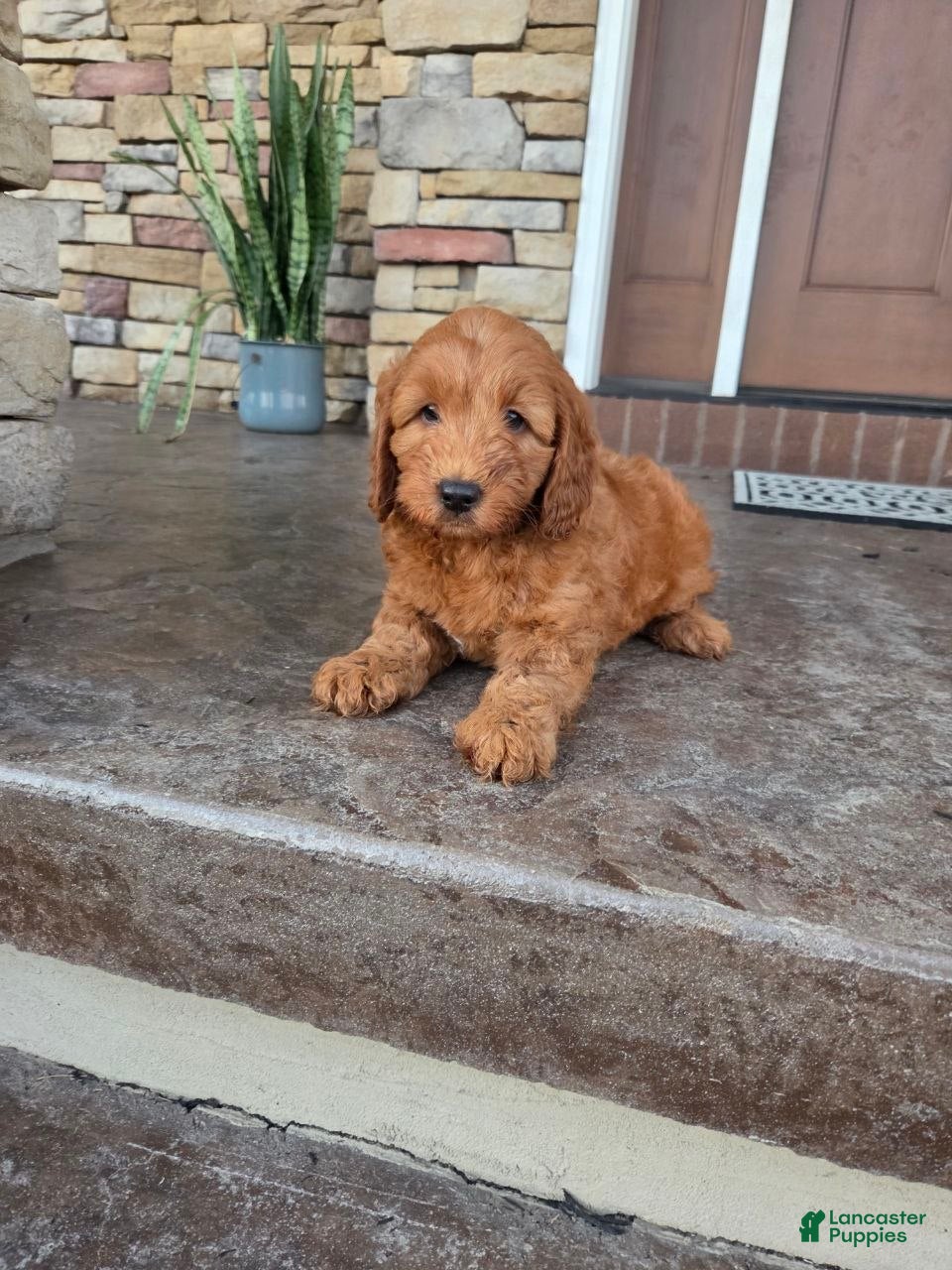 Mini Goldendoodle dogs Charlie  - Ad 2
