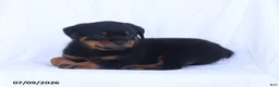 Rottweiler dogs for sale: Kelly - Ad 4