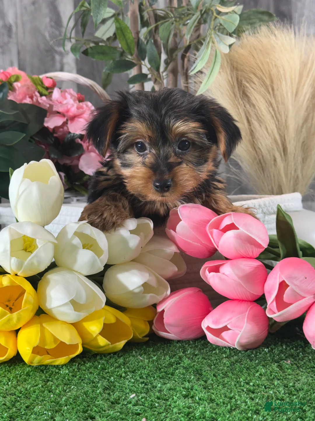 Yorkshire Terrier dogs for sale: Yimmy 🥎 - Ad 1