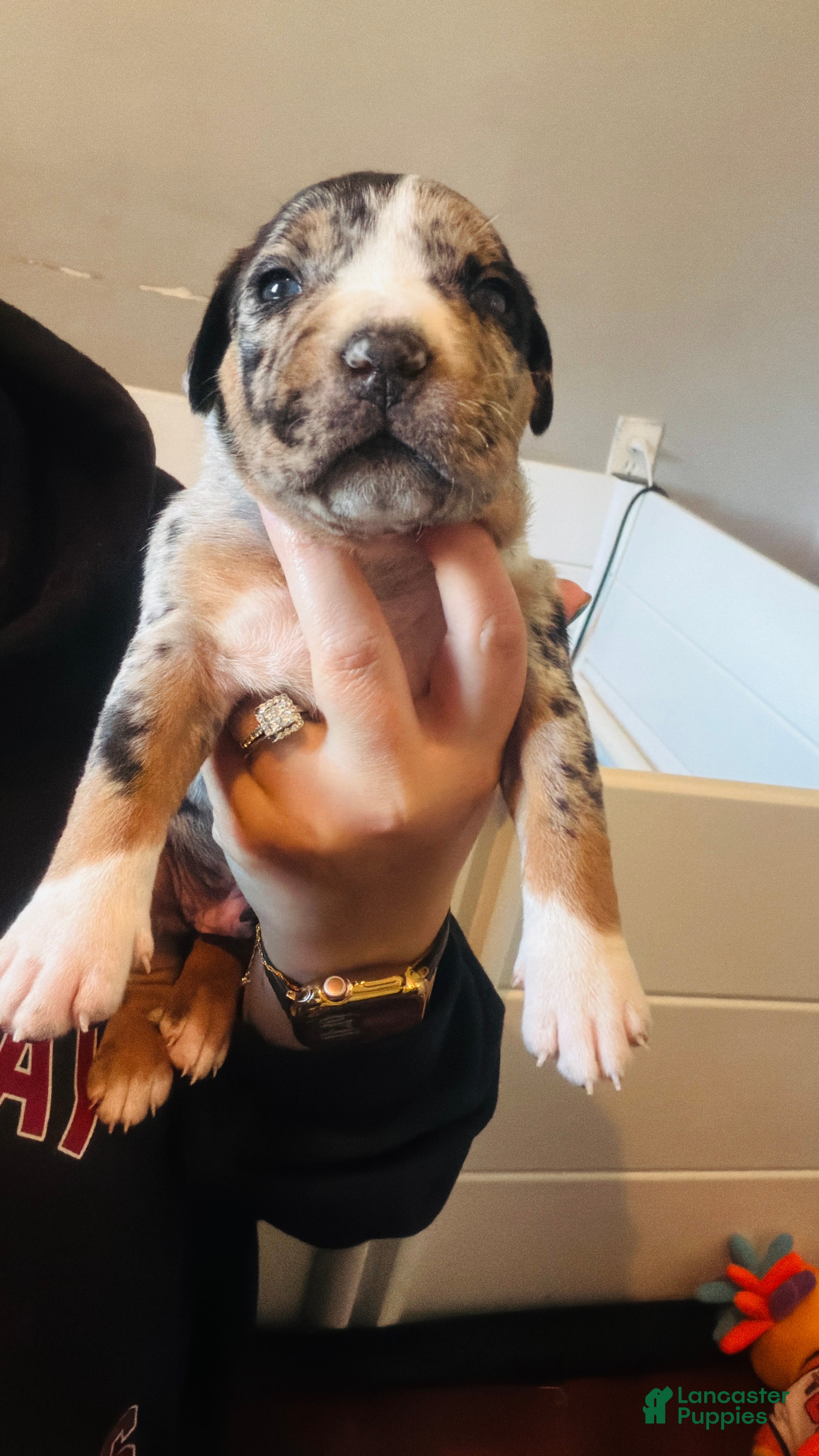 American Bully dogs American XL Bully, red - Ad 2