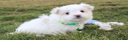 Maltese dogs for sale: Benny  - Ad 11
