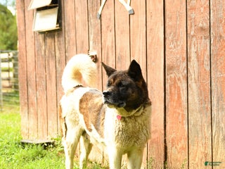 Akita dogs Twila - Ad 19