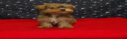 Yorkshire Terrier dogs for sale: Aidan - Ad 6