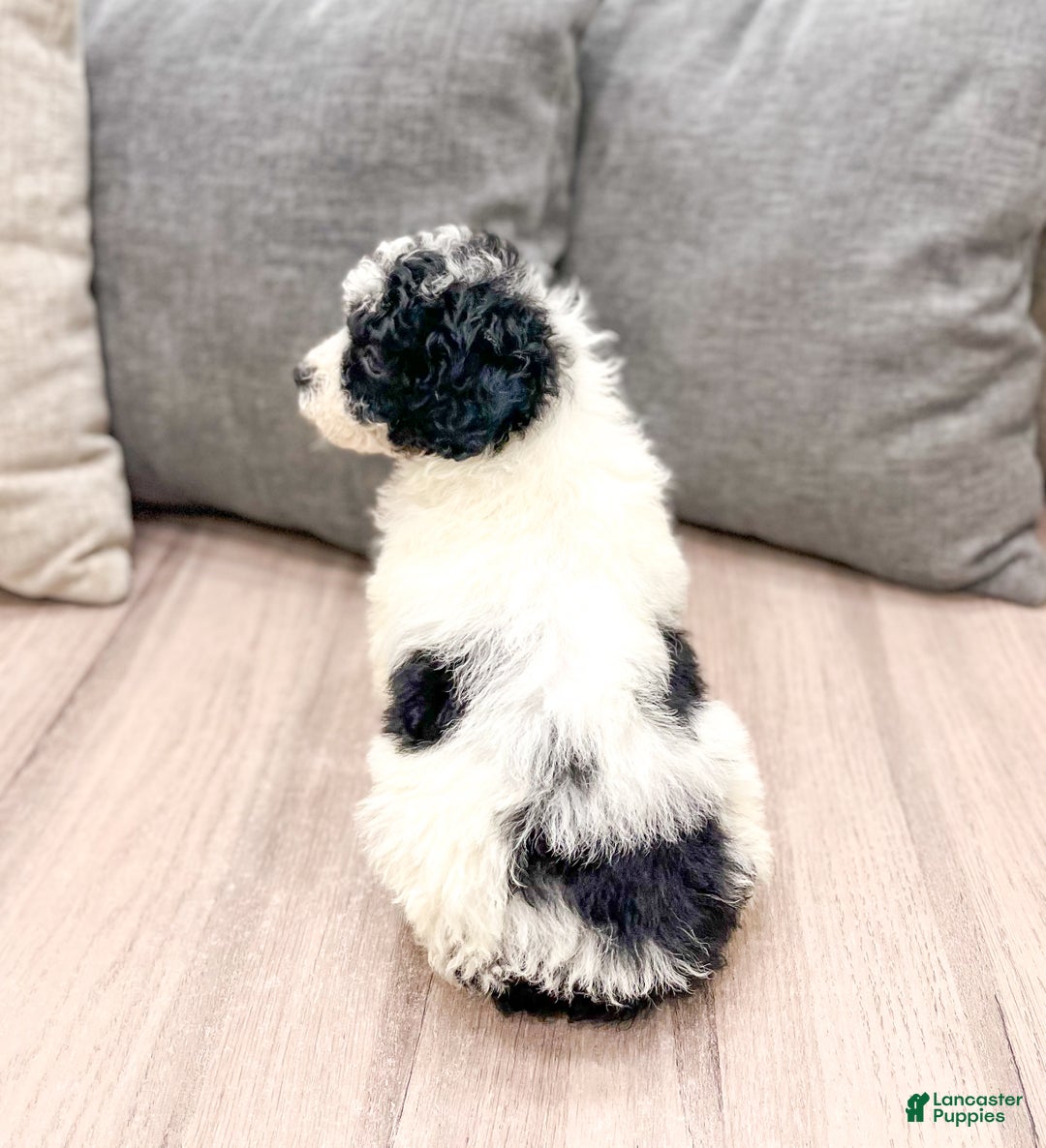 Miniature Poodle dogs for sale: Cookie - Ad 5